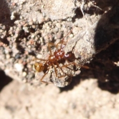 Aphaenogaster longiceps at Denman Prospect, ACT - 28 Sep 2019