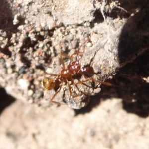 Aphaenogaster longiceps at Denman Prospect, ACT - 28 Sep 2019 10:23 AM