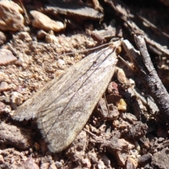 Achyra affinitalis (Cotton Web Spinner, Pyraustinae) at Stromlo, ACT - 28 Sep 2019 by Christine