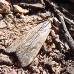 Achyra affinitalis (Cotton Web Spinner) at Stromlo, ACT - 28 Sep 2019 by Christine