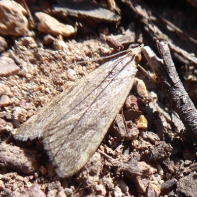 Achyra affinitalis (Cotton Web Spinner, Pyraustinae) at Stromlo, ACT - 28 Sep 2019 by Christine
