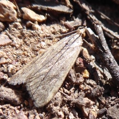 Achyra affinitalis (Cotton Web Spinner) at Block 402 - 28 Sep 2019 by Christine