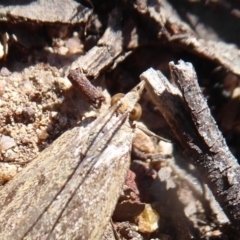 Achyra affinitalis at Stromlo, ACT - 28 Sep 2019