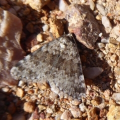 Dichromodes disputata (Scaled Heath Moth) at Denman Prospect, ACT - 28 Sep 2019 by Christine