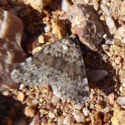 Dichromodes disputata (Scaled Heath Moth) at Block 402 - 28 Sep 2019 by Christine