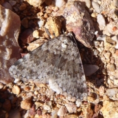 Dichromodes disputata at Denman Prospect, ACT - 28 Sep 2019 12:29 PM