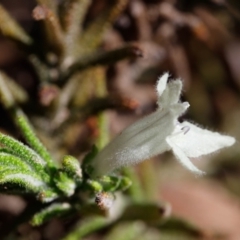 Chloanthes stoechadis at Wingecarribee Local Government Area - 29 Sep 2019 by Boobook38