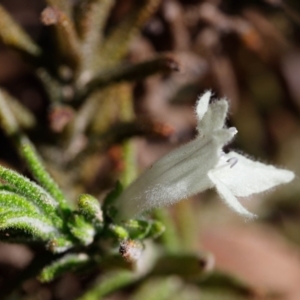 Chloanthes stoechadis at Morton National Park - 29 Sep 2019