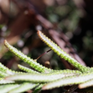 Chloanthes stoechadis at Morton National Park - 29 Sep 2019