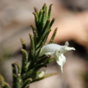 Chloanthes stoechadis at Morton National Park - 29 Sep 2019