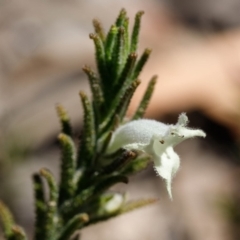 Chloanthes stoechadis at Morton National Park - 29 Sep 2019