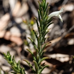 Chloanthes stoechadis at Morton National Park - 29 Sep 2019