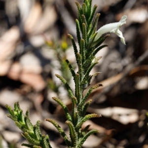 Chloanthes stoechadis at Morton National Park - 29 Sep 2019