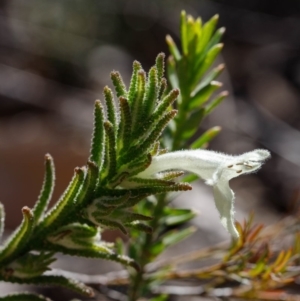 Chloanthes stoechadis at Morton National Park - 29 Sep 2019