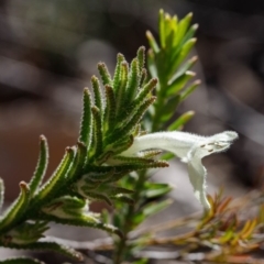 Chloanthes stoechadis at Morton National Park - 29 Sep 2019