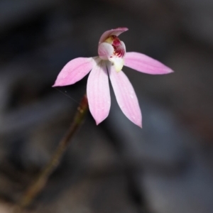 Caladenia carnea at Bundanoon - 29 Sep 2019