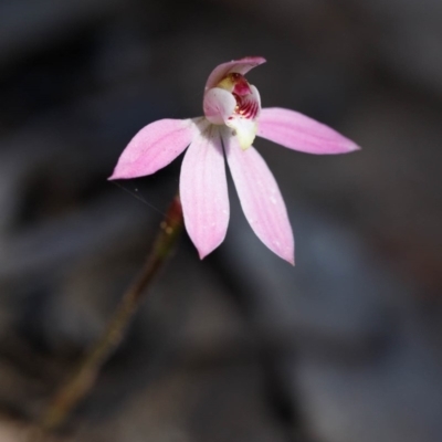 Caladenia carnea (Pink Fingers) at Morton National Park - 29 Sep 2019 by Boobook38