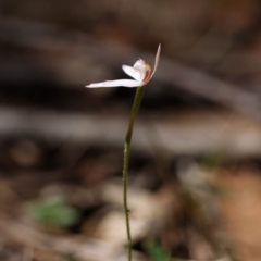 Caladenia carnea at Bundanoon - 29 Sep 2019