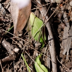 Caladenia carnea at Bundanoon - 29 Sep 2019