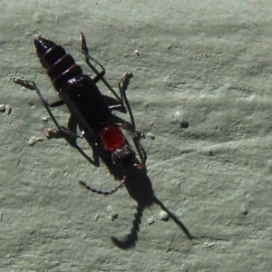 Carphurus sp. (genus) at Fyshwick, ACT - 29 Sep 2019