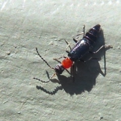 Carphurus sp. (genus) at Fyshwick, ACT - 29 Sep 2019