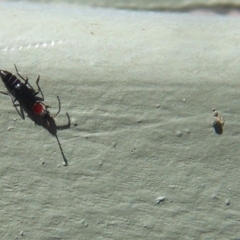 Carphurus sp. (genus) at Fyshwick, ACT - 29 Sep 2019 12:18 PM