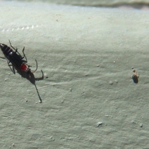 Carphurus sp. (genus) at Fyshwick, ACT - 29 Sep 2019