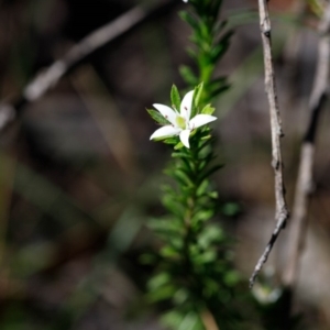 Rhytidosporum procumbens at Bundanoon, NSW - 29 Sep 2019