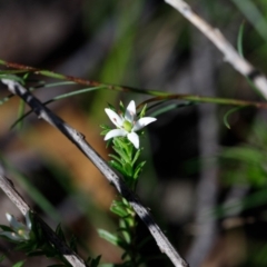 Rhytidosporum procumbens at Bundanoon, NSW - 29 Sep 2019 12:42 PM