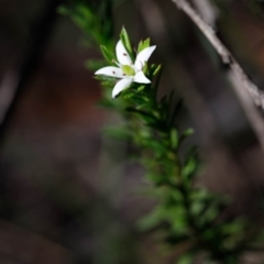 Rhytidosporum procumbens at Bundanoon, NSW - 29 Sep 2019