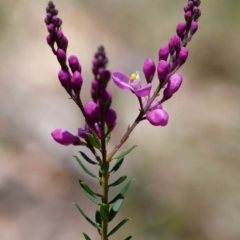 Comesperma ericinum (Heath Milkwort) at Bundanoon, NSW - 29 Sep 2019 by Boobook38