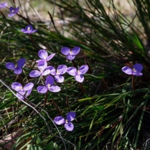 Patersonia sp. at Bundanoon - 29 Sep 2019