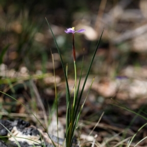 Patersonia sp. at Bundanoon - 29 Sep 2019 12:28 PM