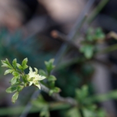 Xanthosia pilosa (Woolly Xanthosia) at Bundanoon, NSW - 29 Sep 2019 by Boobook38