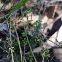 Xanthosia pilosa at Wingecarribee Local Government Area - 29 Sep 2019