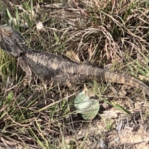 Pogona barbata at Cook, ACT - suppressed