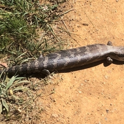Tiliqua scincoides scincoides (Eastern Blue-tongue) at Cook, ACT - 29 Sep 2019 by JohnB