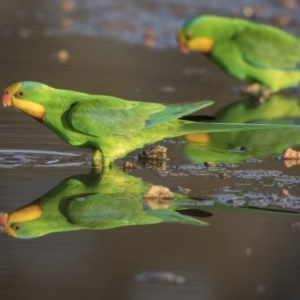 Polytelis swainsonii at Gungahlin, ACT - 26 Sep 2019