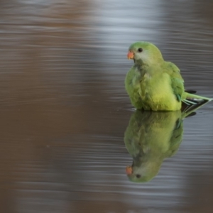 Polytelis swainsonii at Gungahlin, ACT - 26 Sep 2019