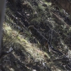 Felis catus (Feral Cat) at Namadgi National Park - 29 Sep 2019 by dannymccreadie