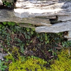 Asplenium flabellifolium (Necklace Fern) at Jacka, ACT - 18 Sep 2019 by Jiggy