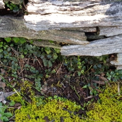 Asplenium flabellifolium (Necklace Fern) at Jacka, ACT - 18 Sep 2019 by Jiggy