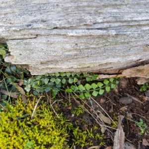 Asplenium flabellifolium at Jacka, ACT - 18 Sep 2019 08:34 AM