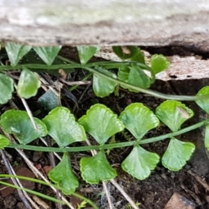 Asplenium flabellifolium at Jacka, ACT - 18 Sep 2019 08:34 AM