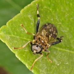 Exaireta spinigera at Kambah, ACT - 29 Sep 2019 04:10 PM