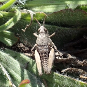 Perunga ochracea at Cook, ACT - 29 Sep 2019 03:02 PM