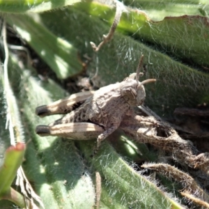 Perunga ochracea at Cook, ACT - 29 Sep 2019 03:02 PM