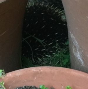 Tachyglossus aculeatus at Holt, ACT - 29 Sep 2019 05:51 PM