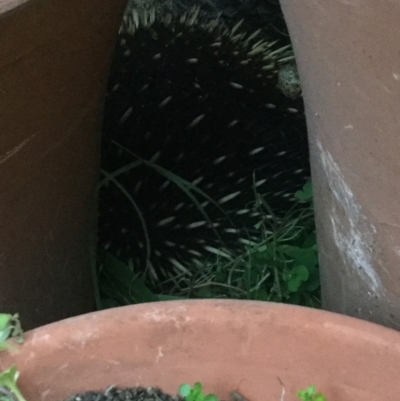 Tachyglossus aculeatus (Short-beaked Echidna) at Holt, ACT - 29 Sep 2019 by CurvyFiddle