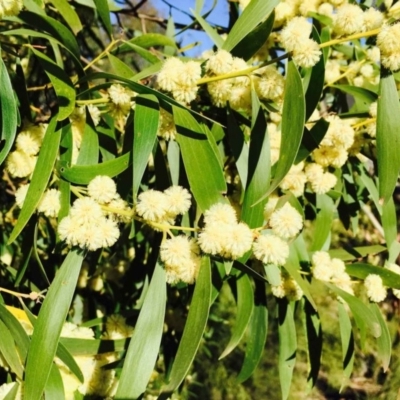 Acacia melanoxylon (Blackwood) at Gibraltar Pines - 29 Sep 2019 by RWPurdie